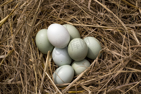 美食晌午土鸡蛋卵户外摄影图配图