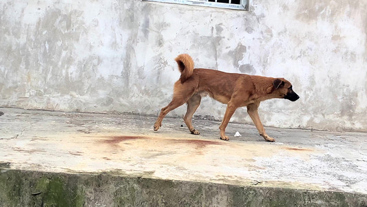 动物狗中华田园犬