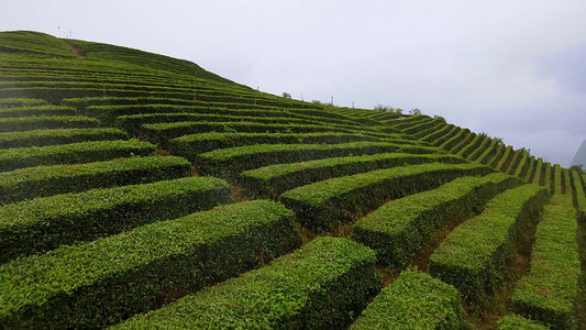 绿茶茶叶摄影照片_生态茶园茶叶基地云雾缭绕