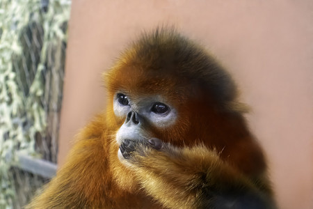 世界珍惜动物日摄影照片_动物世界下午一只金丝猴猴子吃东西摄影图配图