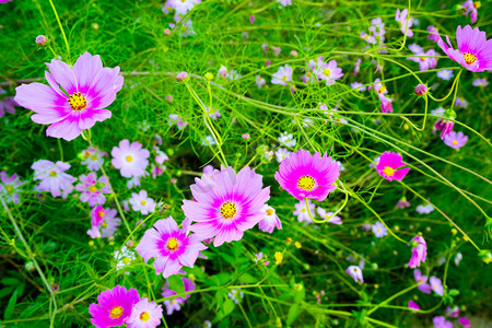 桑花摄影照片_花卉白色格桑花户外植物摄影图配图