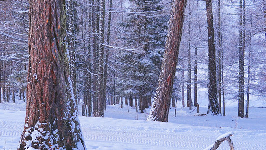 冬季雪花飘散摄影照片_冬季被雪覆盖的树