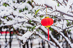 冬季红色灯笼雪景立冬摄影图配图