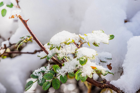 绿叶植物户外摄影照片_立冬冬至雪压树枝户外雪景摄影图配图
