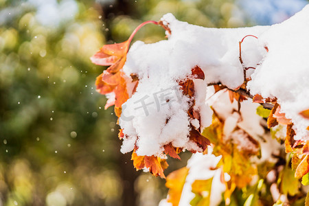 雪天注意安全摄影照片_冬季雪天树枝落雪下雪摄影图配图