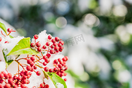 中式红色边框摄影照片_大雪雪景红色果实冬季摄影图配图
