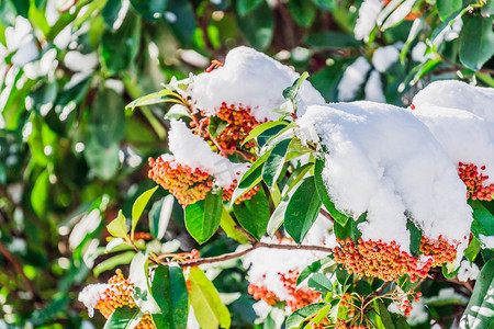 大雪山坚果摄影照片_大雪被白雪包裹的红色果实户外雪景摄影图配图