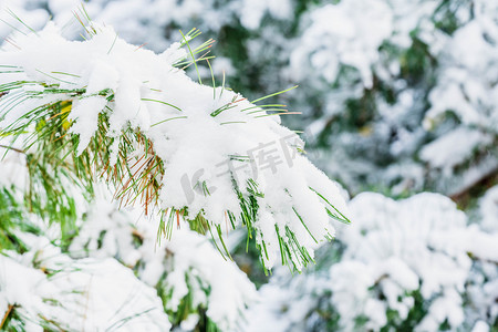 冬季雪景树枝积雪摄影图配图