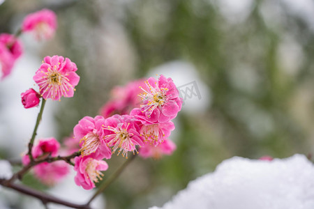 梅花孤山摄影照片_冬日雪景梅花户外粉红色花朵摄影图配图