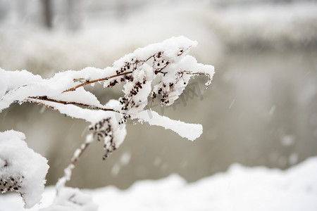 立冬树枝落雪户外雪景摄影图配图