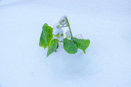 河北清晨绿植雪地俯拍摄影图配图