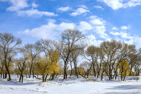 树木积雪摄影照片_雪地树木上午雪地入冬素材摄影图配图