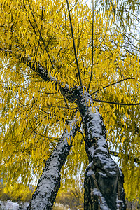 树干树叶雪景上午树干入冬素材摄影图配图
