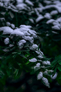 网纱面料素材摄影照片_树木雪景上午树木入冬素材摄影图配图