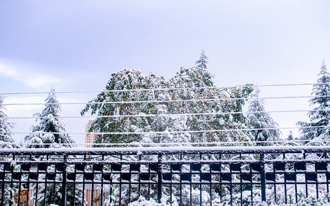 积雪树木早晨树木雪景静止摄影图配图
