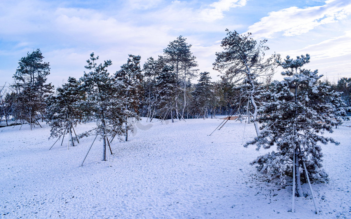 树木早晨树木雪景静止摄影图配图高清摄影大图 千库网