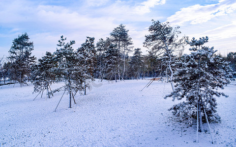 雪地雪景摄影照片_树木早晨树木雪景静止摄影图配图