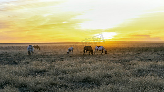 草原落日下午马匹秋季素材摄影图配图