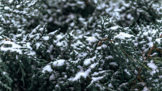 松树雪景上午松树冬季素材摄影图配图