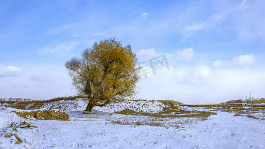 冬至素材摄影照片_雪地雪景下午树木冬季素材摄影图配图