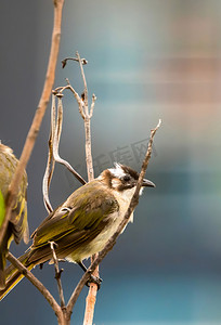 动物鸟类自然树枝上小鸟摄影图配图