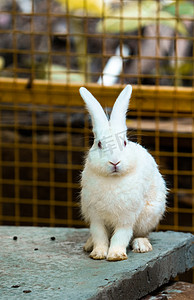 动物白兔宠物可爱兔子摄影图配图