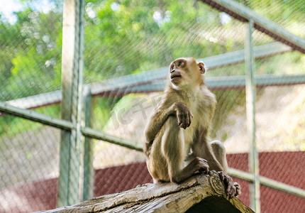 野生动物园猕猴猴子动物摄影图配图
