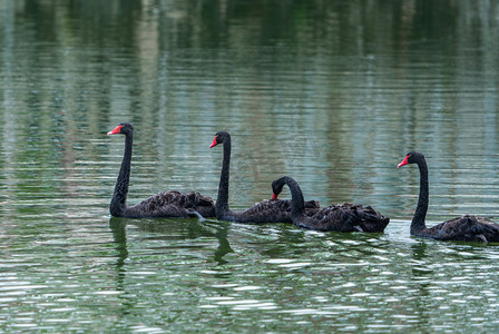 自然湖中动物黑天鹅畅游摄影图配图