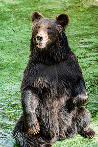 棕熊摄影照片_野生动物狗熊棕熊动物园摄影图配图