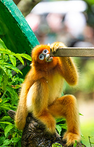金丝猴野生动物猴子自然摄影图配图