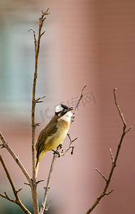 鸟类动物小鸟树枝上鸟儿摄影图配图