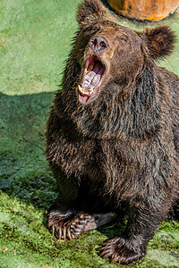 大狗熊小狗熊摄影照片_动物棕熊大型野生动物摄影图配图