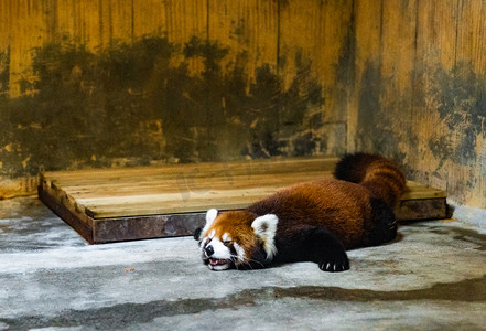 动物园熊猫摄影照片_动物小熊猫可爱珍稀动物摄影图配图