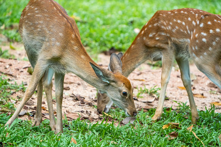 鹿摄影照片_梅花鹿野生动物小鹿动物园摄影图配图