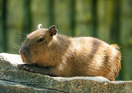 中国旅游标志成都巨大的野生动物可爱的熊猫企业vip免费下载狗在自然