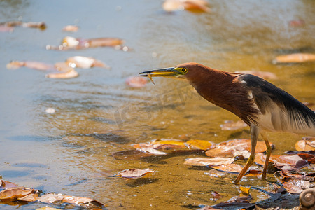 动物鸟类池鹭鹭鸟自然摄影图配图