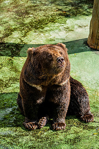 棕熊大型野生动物狗熊摄影图配图