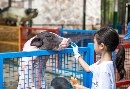 猪猪宠物摄影图片-猪猪宠物摄影作品-千库网