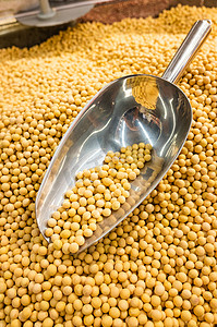 食材黄豆大豆谷物食品摄影图配图