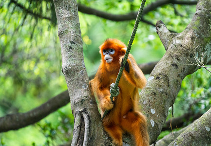 拿着棍子的猴子摄影照片_猴子金丝猴自然野生动物摄影图配图