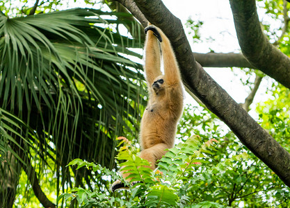 爬树猴子摄影照片_动物自然猴子金丝猴爬树摄影图配图