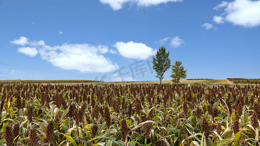 故障风海报素材摄影照片_高粱种植上午高粱秋季素材摄影图配图