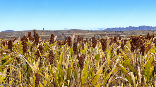 耕地红线摄影照片_山区高粱种植上午高粱秋季素材摄影图配图