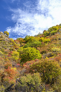 秋季彩林上午彩林秋季素材摄影图配图