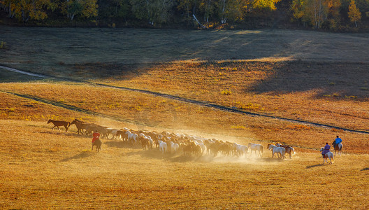 秋季早晨马匹草原奔跑摄影图配图