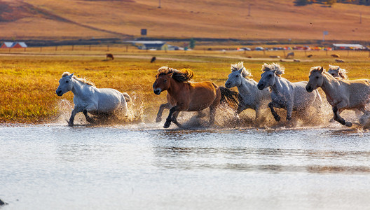马匹摄影照片_秋季下午马匹草原奔跑摄影图配图
