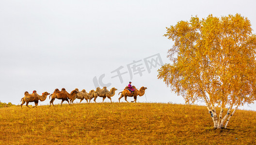 秋季天明骆驼草原走动摄影图配图