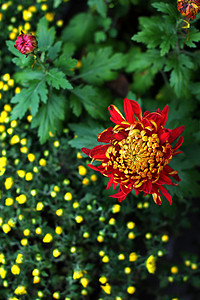 重阳节红色摄影照片_花朵晌午菊花花园特写摄影图配图
