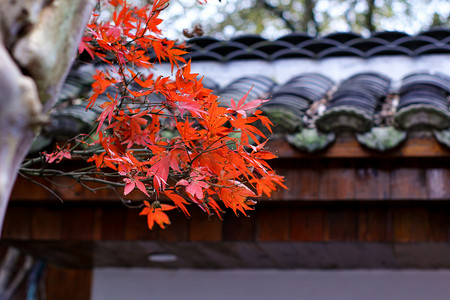 枫叶摄影照片_秋天秋季枫叶自然户外摄影图配图