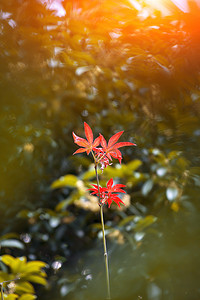 生态摄影照片_秋秋季枫叶生态自然摄影图配图